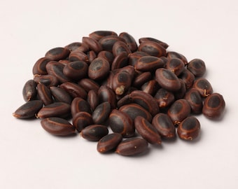 Sterculia Guttata Seeds – Natuurlijk botanisch exemplaar voor opplant, ambachtelijk en educatief gebruik