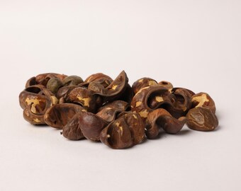 Caesalpinia Coriaria Pod Seeds – Natuurlijke Divi-Divi-boomzaden voor planten, botanische studie en ambachtelijk gebruik