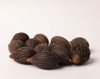 Wodyetia Bifurcata Seeds – Vossenstaartpalmzaden voor opplant – Botanical Specimen & Garden Supply