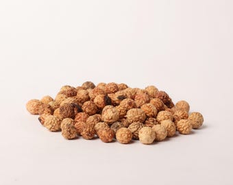 Ziziphus Mauritiana Seeds – Tropische boomzaden voor opplant, botanische collectie en educatief gebruik