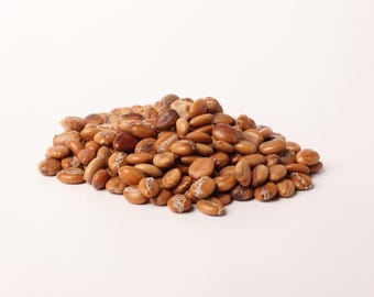 Cassia Fistula Seeds – Golden Shower Tree Seeds voor planten, botanische exemplaren en tuinbenodigdheden