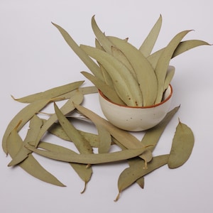May include: A collection of dried eucalyptus leaves, pale green in hue, presented in a small, off-white ceramic bowl with a brown rim. Several leaves are scattered around the bowl on a white surface. The leaves are long and slender.