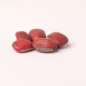 Puede incluir: Primer plano de cinco semillas rojas con una franja oscura. Las semillas son de forma ovalada y tienen una superficie lisa y brillante. Las semillas están agrupadas sobre un fondo blanco.