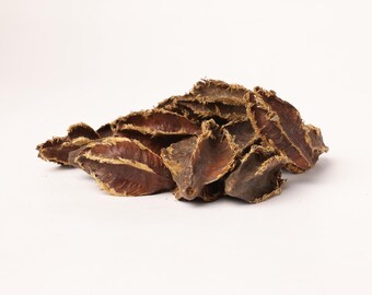 Terminalia Arjuna Seeds – Natural Botanical Craft Supply – Arjuna Tree Seeds voor planten en educatief gebruik