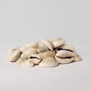 Kavadisnäckor (Cowrie) – Naturliga snäckskal – Polerade havssnäckor för dekoration och gör-det-själv