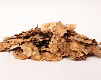 Pterocarpus marsupiumzaden – natuurlijke botanische ambachtelijke levering – Indiase kinoboomzaden voor opplant of educatief gebruik