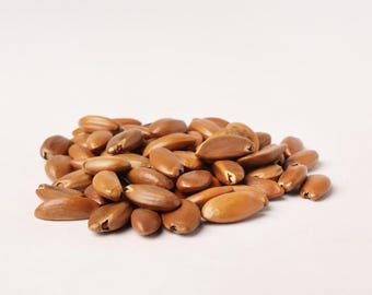 Putranjiva Roxburghii Seeds – Lucky Bean Tree Seeds voor planten, botanische studie en ambachtelijk gebruik