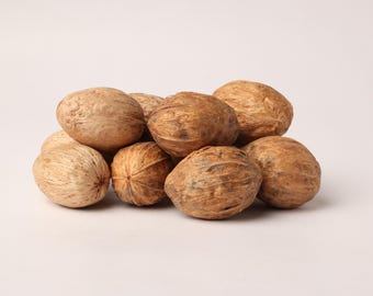 Spondias pinnata-zaden voor opplant – Tropical Hog Plum Tree Seeds – Specimen botanische tuin