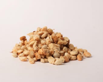 Corypha Umbraculifera Seeds – Talipotpalmzaden voor opplant – Zaadvoorraad tropische palmboom