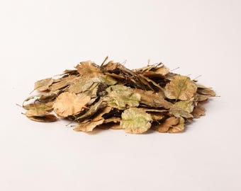 Holoptelea Integrifolia Seeds – Natuurlijke boomzaden om te planten – Botanical Specimen & Craft Supply