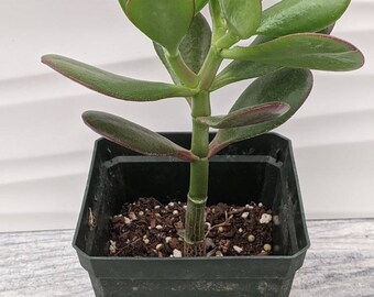 Jade Plant Etsy Singapore Jade Plant Etsy Singapore