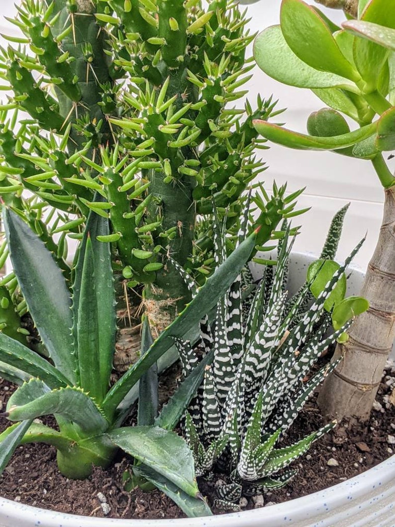 Modern White Pedestal Cactus Planter Local PU Only