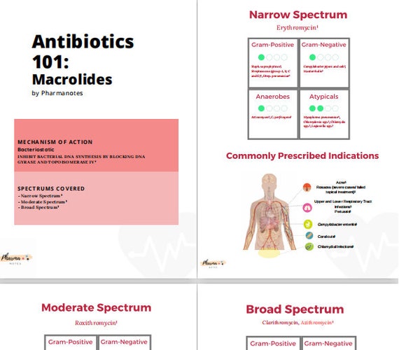 Antibiotics 101 macrolides Notes for Medical Pharmacy Etsy