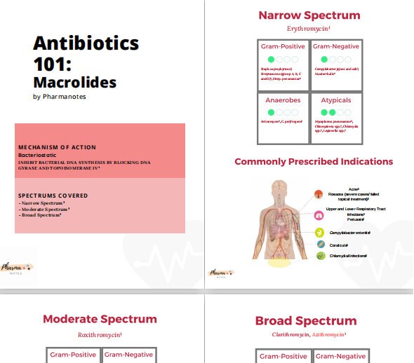 Antibiotics 101 macrolides Notes for Medical Pharmacy Etsy