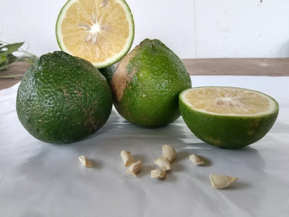 Key Lime Home Plant From Sri lanka 25+ Seeds 