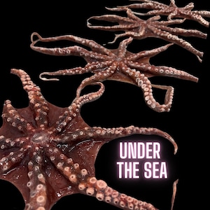 The XL Octopus | Reusable Silicone Prosthetic | SFX Make Up | Pirates of the Caribbean | Mermaid Cosplay | Siren