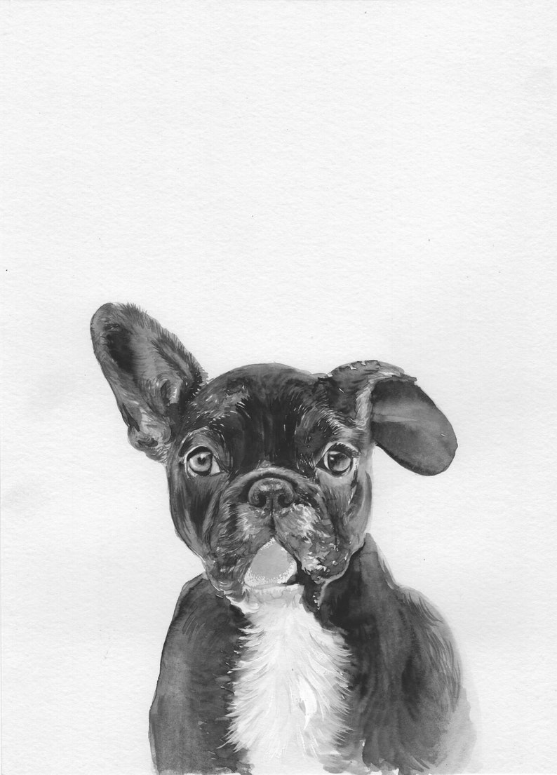 May include: Black and white watercolor painting of a French bulldog puppy with one ear perked up. The puppy has a white patch on its chest and is looking directly at the viewer.