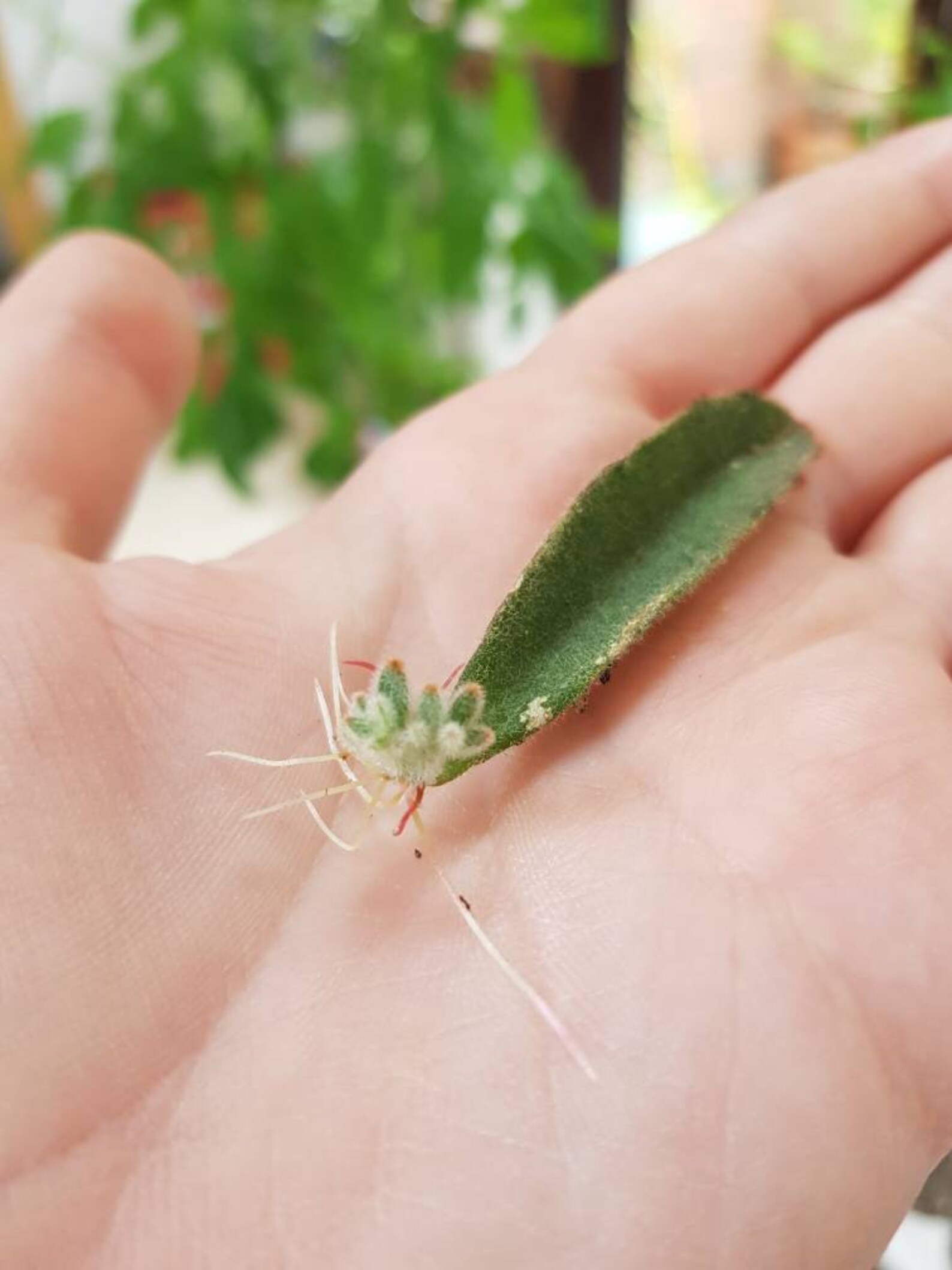 Panda paw succulent leaf with roots and young plant Etsy