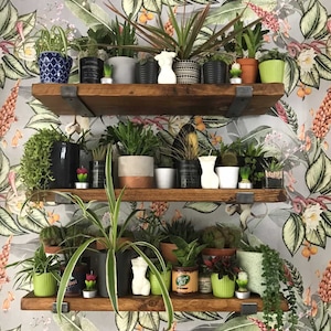 Puede incluir: Tres estantes de madera con soportes met&aacute;licos, llenos de plantas en macetas y suculentas. Los estantes est&aacute;n contra una pared blanca con un papel tapiz de estampado tropical con monos y flores.