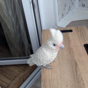 Goffin&#39;s cockatoo (Tanimbar cockatoo) miniature needle felted. Cockatoo replica Custom parrot replica. Goffin&#39;s cockatoo memorial. Wool felt