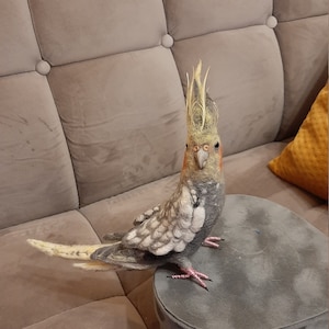 Pearl Cockatiel replica. Wool sculpture. Parrot replica. Custom pet replica. Custom wool felt. Parrot memorial. Memorable cockatiel gift