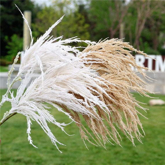Pampas 2024 grass uk