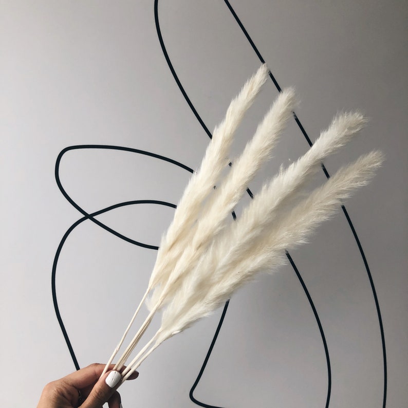 White Reed Pampas Grass for Home Decor 60cm Tall Reed Grass Etsy