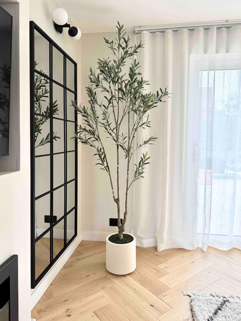 May include: A large potted olive tree with green leaves in a white ceramic pot. The tree is in a room with white walls, a black framed mirror, and white curtains.