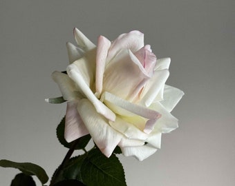 May include: A single white rose with a hint of pink in the center, with green leaves on the stem.
