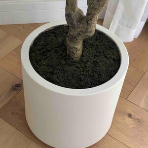 May include: A white ceramic planter with a thick, textured rim. The planter is filled with dark brown soil and has a green moss-like covering. A brown, gnarled tree trunk is visible in the center of the planter.