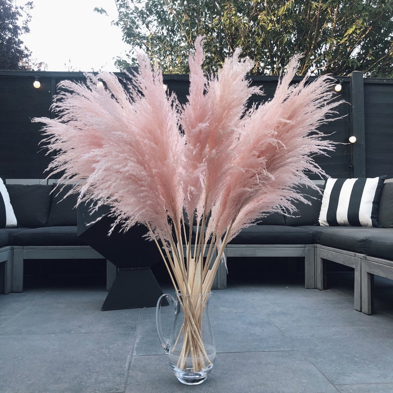Fluffy Light Pink Pampas Grass for Home Decor 90100cm Tall Etsy
