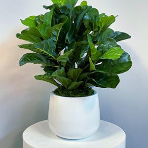 Coastal Fiddle Plant in Fiberstone Pot
