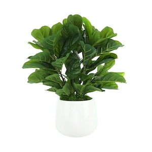 Coastal Fiddle Plant in Fiberstone Pot