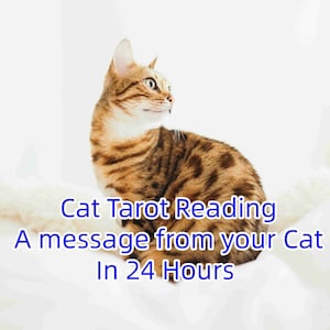 猫の霊能者リーディング、猫のタロットリーディング、猫のオラクルリーディング、霊能者猫リーディング、猫のコミュニケーター、猫のコミュニケーション、霊能者猫リーダー