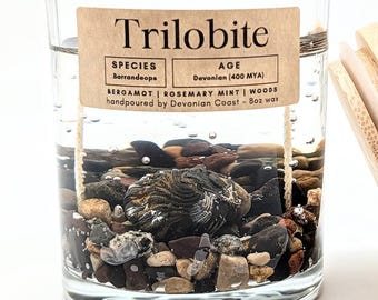 Trilobite Fossil Treasure Candle • Real Fossil Gift • Ancient Ocean Life • Natural History Decor • Burn Candle Keep Treasure