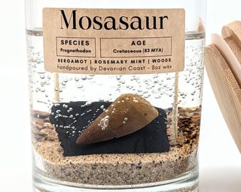 Mosasaur Tooth Fossil Treasure Candle • Real Fossil Gift • Prehistoric Ocean Predator • Natural History Decor • Burn Candle Keep Treasure