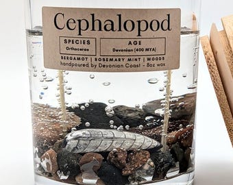 Cephalopod Fossil Treasure Candle • Real Fossil Gift • Ancient Ocean Life • Natural History Decor • Burn Candle Keep Treasure