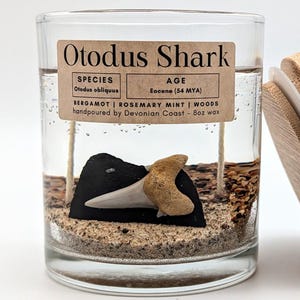 Otodus Shark Tooth Fossil Treasure Candle • Real Fossil Gift • Prehistoric Shark • Natural History Decor • Burn Candle Keep Treasure