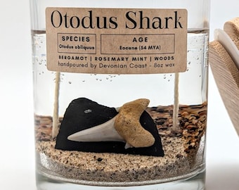Otodus Shark Tooth Fossil Treasure Candle • Real Fossil Gift • Prehistoric Shark • Natural History Decor • Burn Candle Keep Treasure