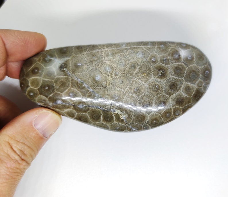 BEAUTY 4.2 Polished Petoskey Stone #106 Coral Fossil Hexagonaria Pure Michigan Gift Lake House Home Decor Cottage Display Rock Art