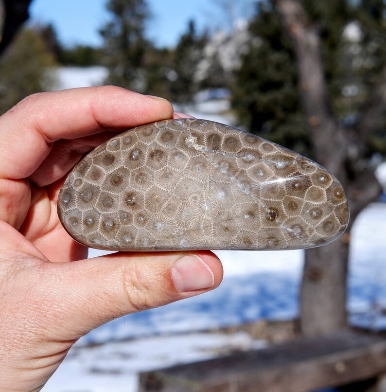 BEAUTY 4.2 Polished Petoskey Stone #106 Coral Fossil Hexagonaria Pure Michigan Gift Lake House Home Decor Cottage Display Rock Art