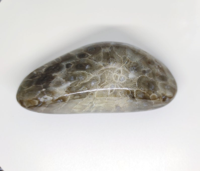 BEAUTY 4.2 Polished Petoskey Stone #106 Coral Fossil Hexagonaria Pure Michigan Gift Lake House Home Decor Cottage Display Rock Art