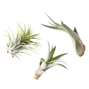May include: Three air plants, also known as tillandsia, are shown against a white background. The plants are green and have a fuzzy texture. They are all in different positions, with one plant upright, one plant facing the left, and one plant facing the right.