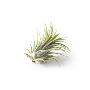 Pu&ograve; includere: Primo piano di una pianta aerea, una pianta che non necessita di terreno. Presenta foglie lunghe, sottili e verdi con una base grigio-argento. La pianta &egrave; posta su uno sfondo bianco.