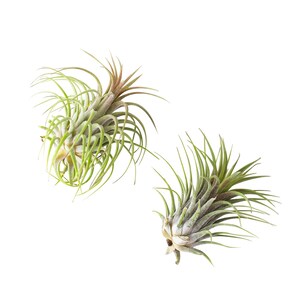 May include: Two green air plants with long, thin leaves. The plants are isolated on a white background.