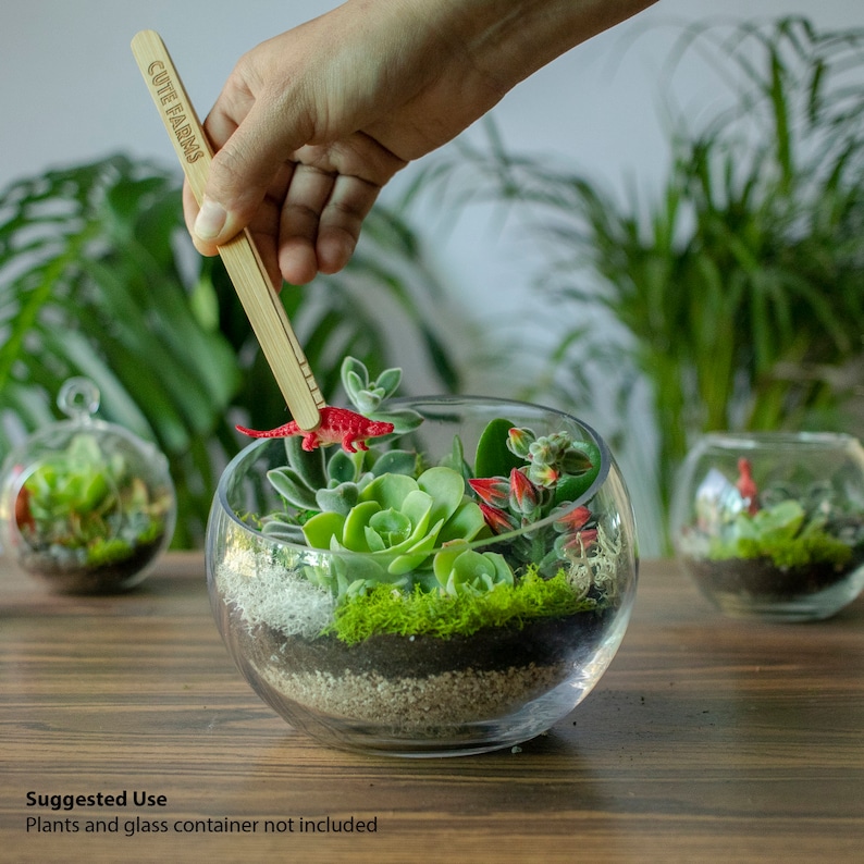 May include: A clear glass terrarium with a variety of small plants, including succulents and moss. A small red dinosaur figurine is placed inside the terrarium. A wooden stick with the text "Cute Farms" is being used to arrange the plants.