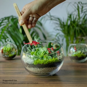 Pu&ograve; includere: Un terrario di vetro trasparente con una variet&agrave; di piante succulente, muschio e una piccola statuina di dinosauro rosso. Un bastoncino di legno con la scritta "CUTE FARMS" viene utilizzato per sistemare le piante. Due terrari di vetro aggiuntivi sono sullo sfondo.