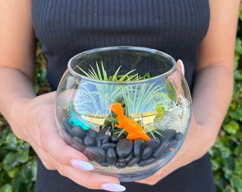 Cute Farms DIY Air Plant Terrarium Kit with Live Air Plants