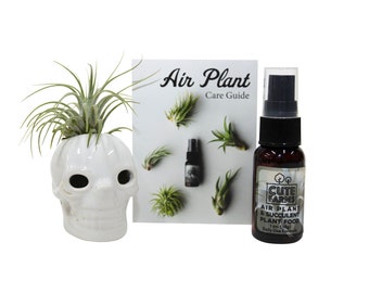 Halloween White Skull Air Plant and Succulent Holder with Air Plant, Air Plant Fertilizer and Air Plant Care Guide