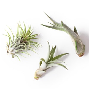 Medium Terrarium Starter Kit 3 Air Plant